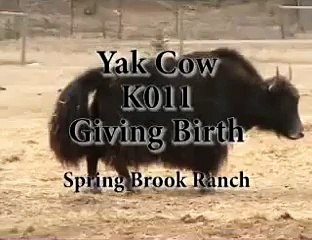 Yak Cow K011 Giving Birth