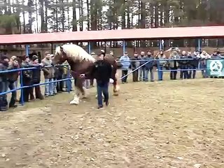 Zimnokrwisty ogier Aron - ODR Olsztyn 2010