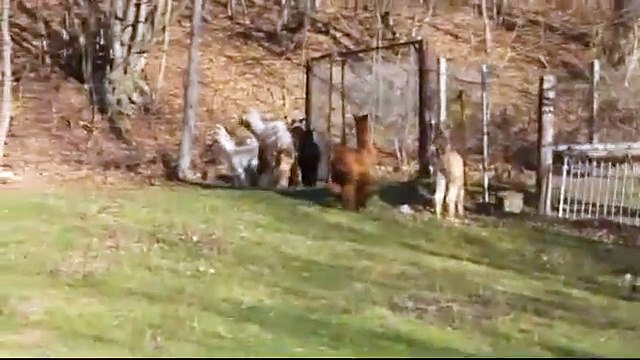 suri alpacas crias playing and runing and shining and jumping in the sun 2011 Germany