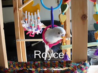 Royce The Amazing Parakeet Budgie