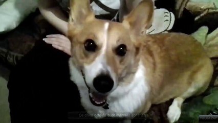 Ce chien déteste quon maltraite son maitre