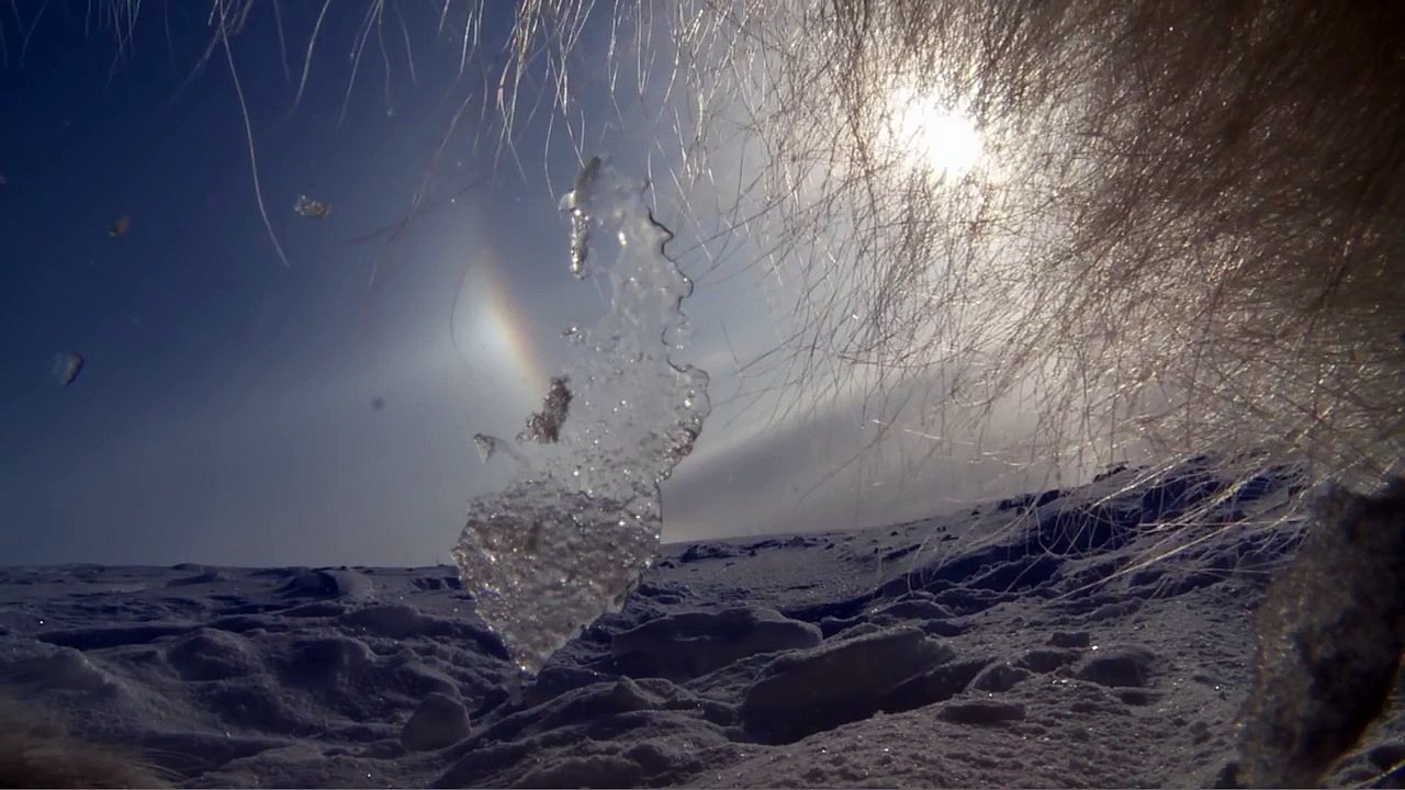 Les premiers pas d'un ourson polaire sur la banquise