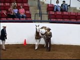 INVESTED BY FAR   -  APHA - AQHA  World Champion Stallion