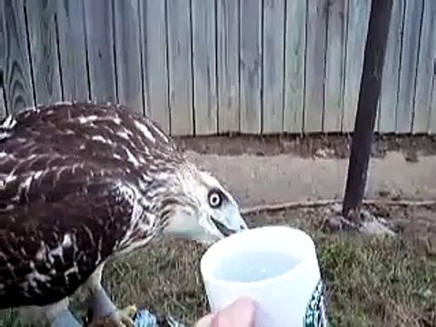 Red-tailed hawk learns to drink from a cup