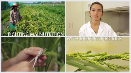 Fighting malnutrition with biofortified rice