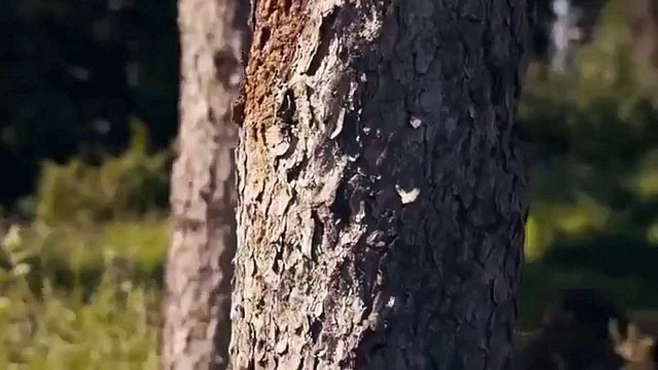 Todo Mundo em Pânico 5 Trailer Oficial Dublado