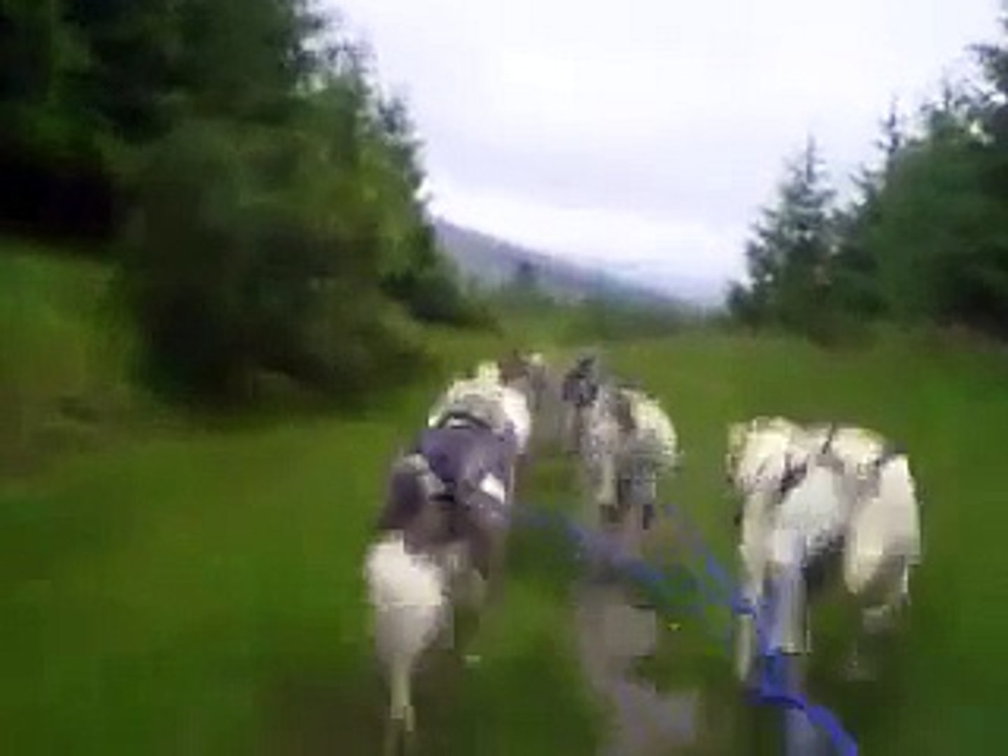 ⁣8-dog sled dog team