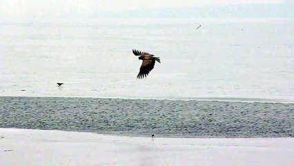 Havørn jager - Se den overraskende slutning! Sea Eagle hunts