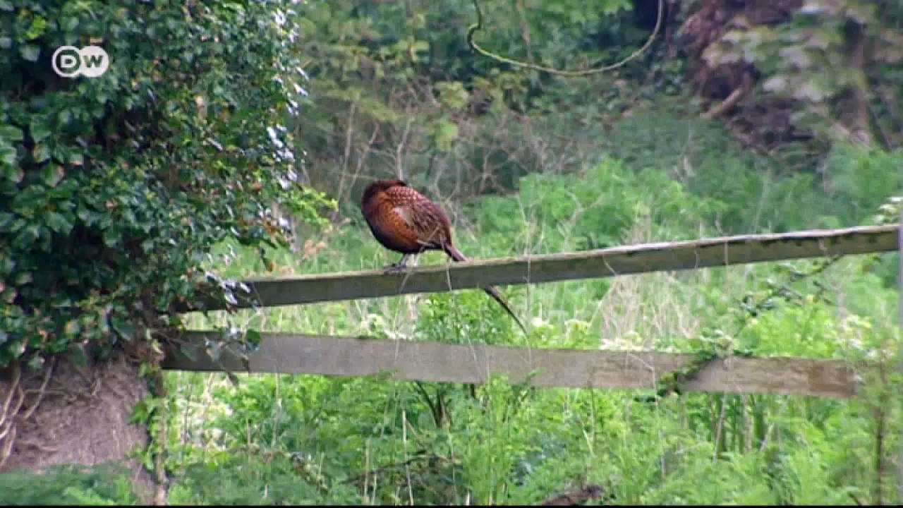 Jersey: beschauliche Kanal-Insel | Euromaxx - Inselträume