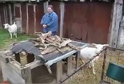 Funny Fainting Goats