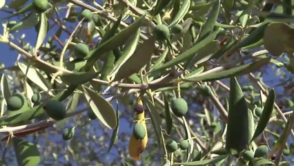 Découverte d'une bactérie tueuse de végétaux en Corse