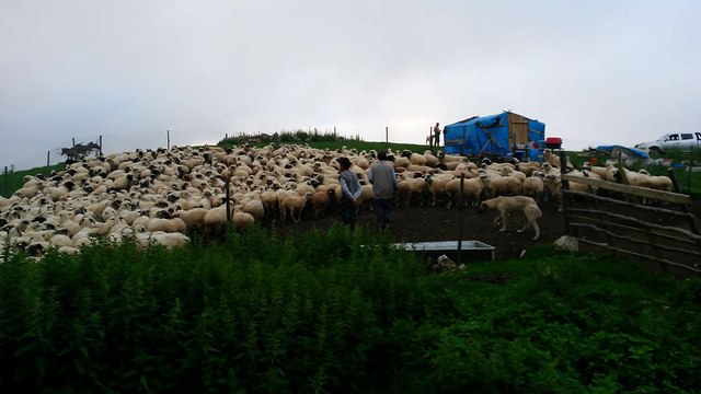 Yaylalar yaylalar 20150723