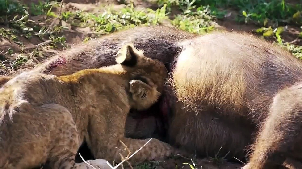 Lion cub eating Waterbuck (Alive - Graphic!)