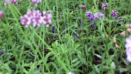 Discover the Innovative Downsview Park Greenhouse Project 🌿