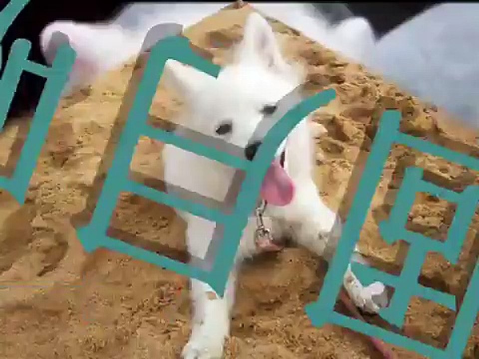 狐狸狗   Candy
