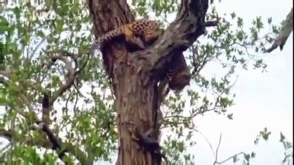 wild life Documentary   Animal Planet   Wildlife Animals
