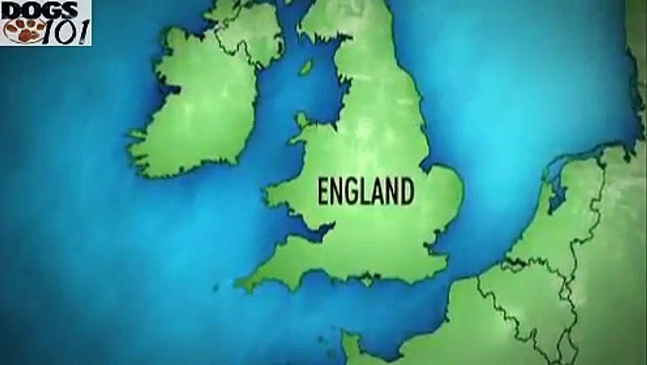 DOGS 101 - Olde English Sheepdog [ENG]