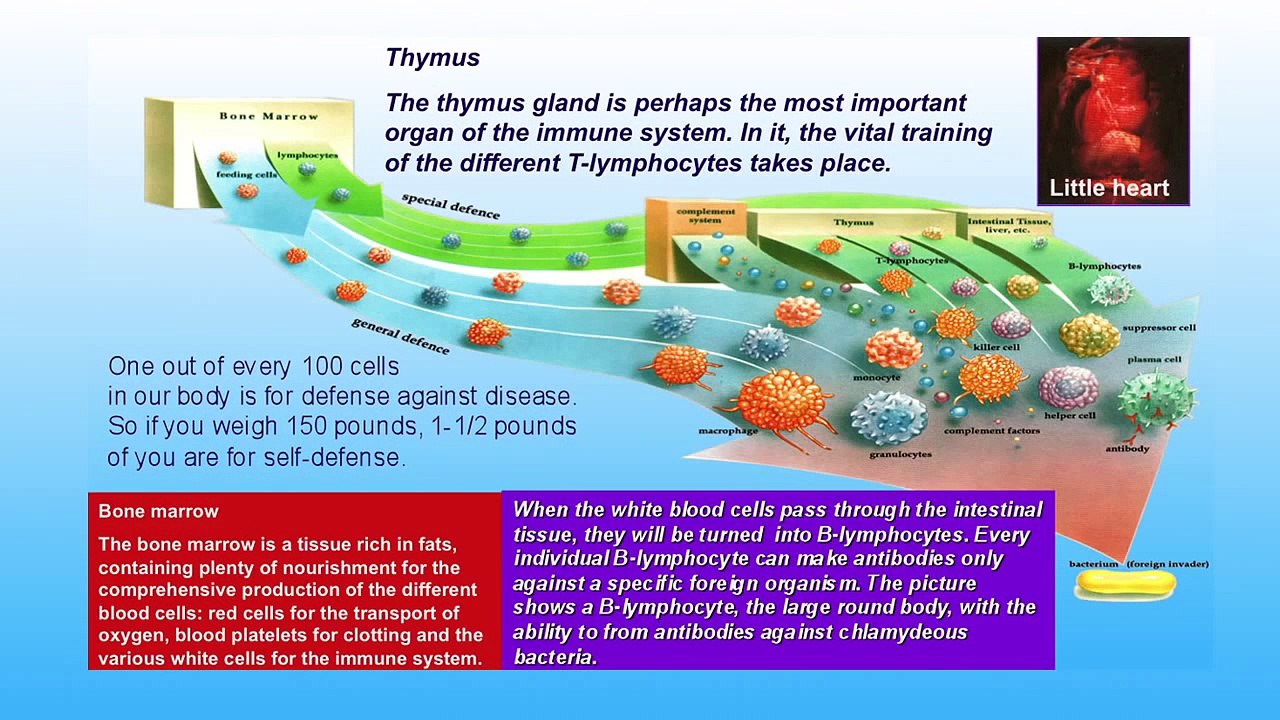 Immune System Activating : Mantak Chia