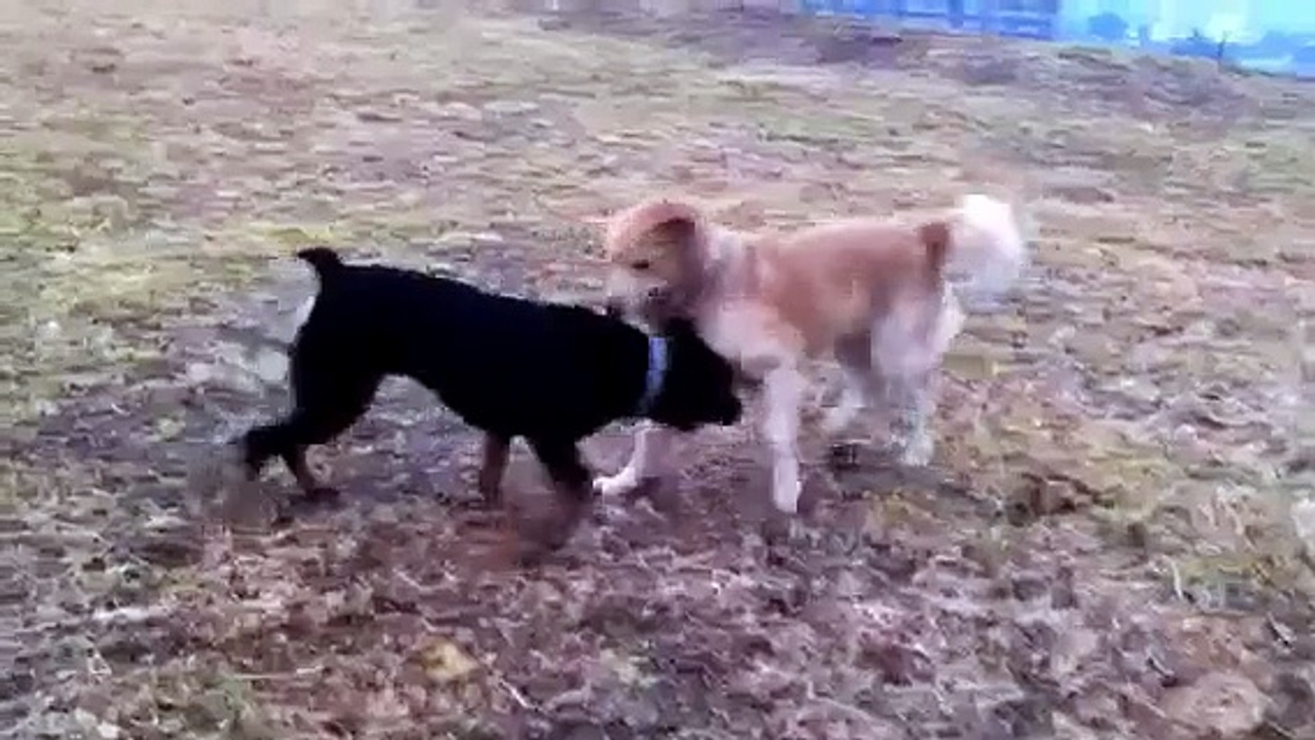 ⁣Rottweiler playing golden retriever