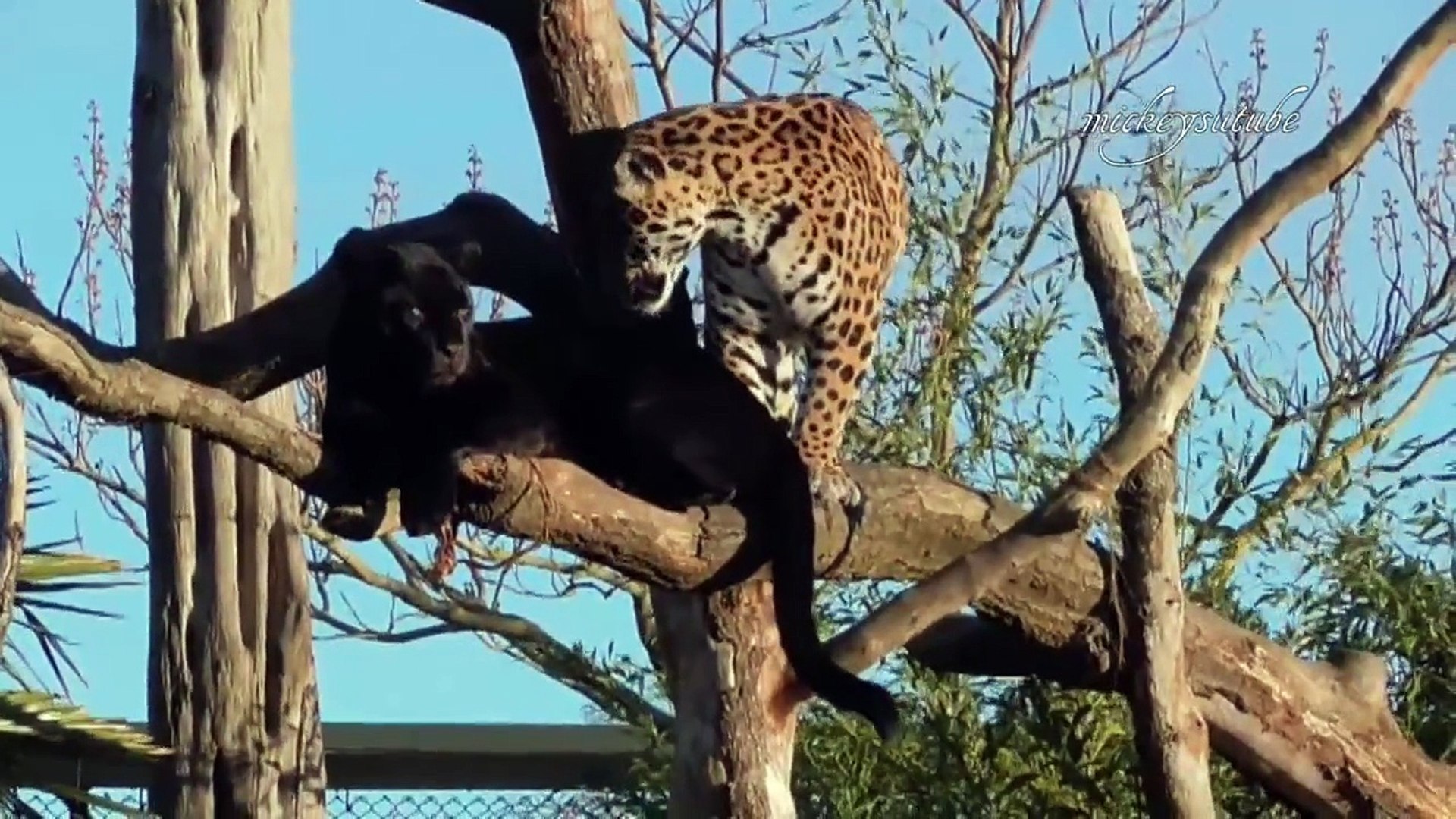 Jaguars Tree Climb