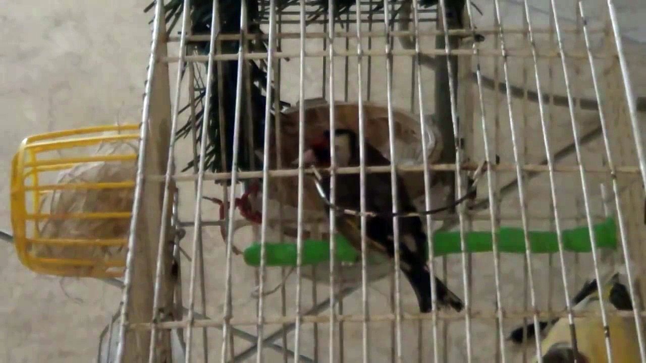 ζευγάρι καρδερίνα με κανάρα