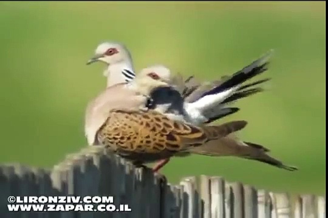 VIDEO 5 ──►Streptopelia turtur