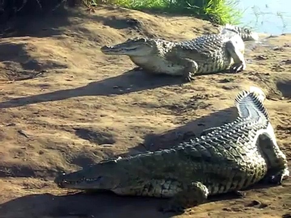 Pasto dei coccodrilli