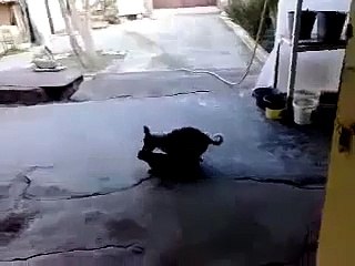 Секс кошки и собаки