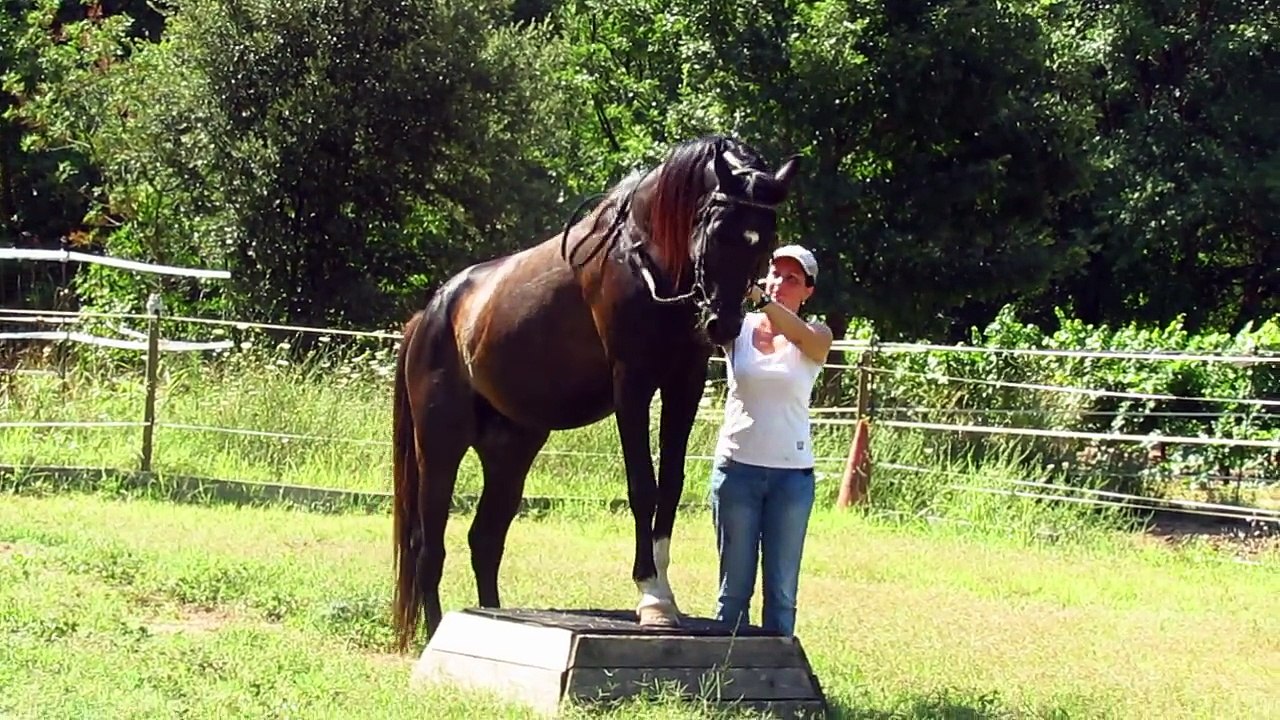 CW RIH pur sang arabe noir reprise tranquille du travail à pied