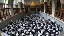 1600 pandas à Hong Kong