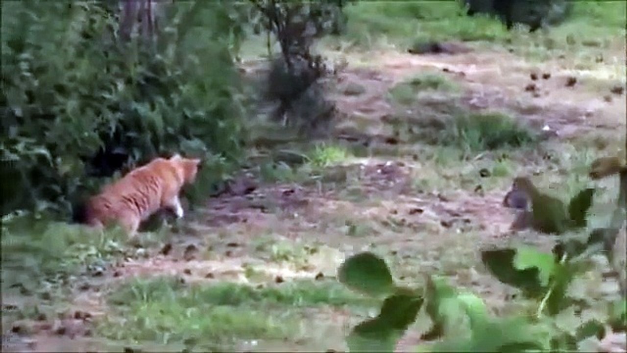 Cat vs Rabbit