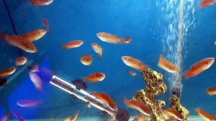 חנות גלים דגי נוי