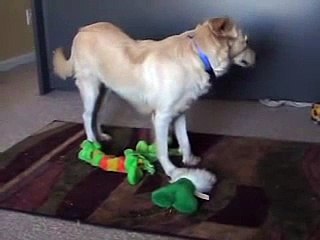 Video of Iris before she went missing - FOUND & ADOPTED!