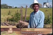 Impacto del TLC con Estados Unidos en el arroz nicaragüense (2004)