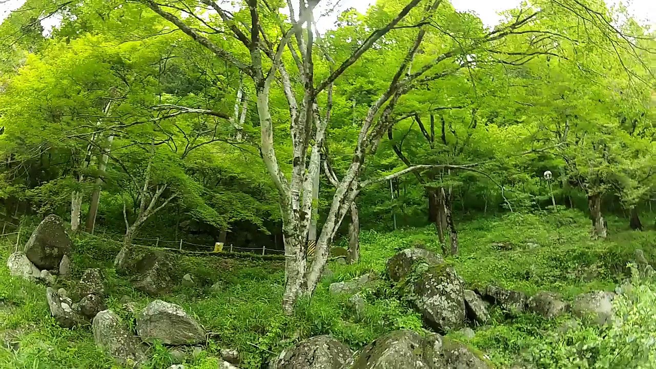 Swimming in a Mountain Stream in Japan