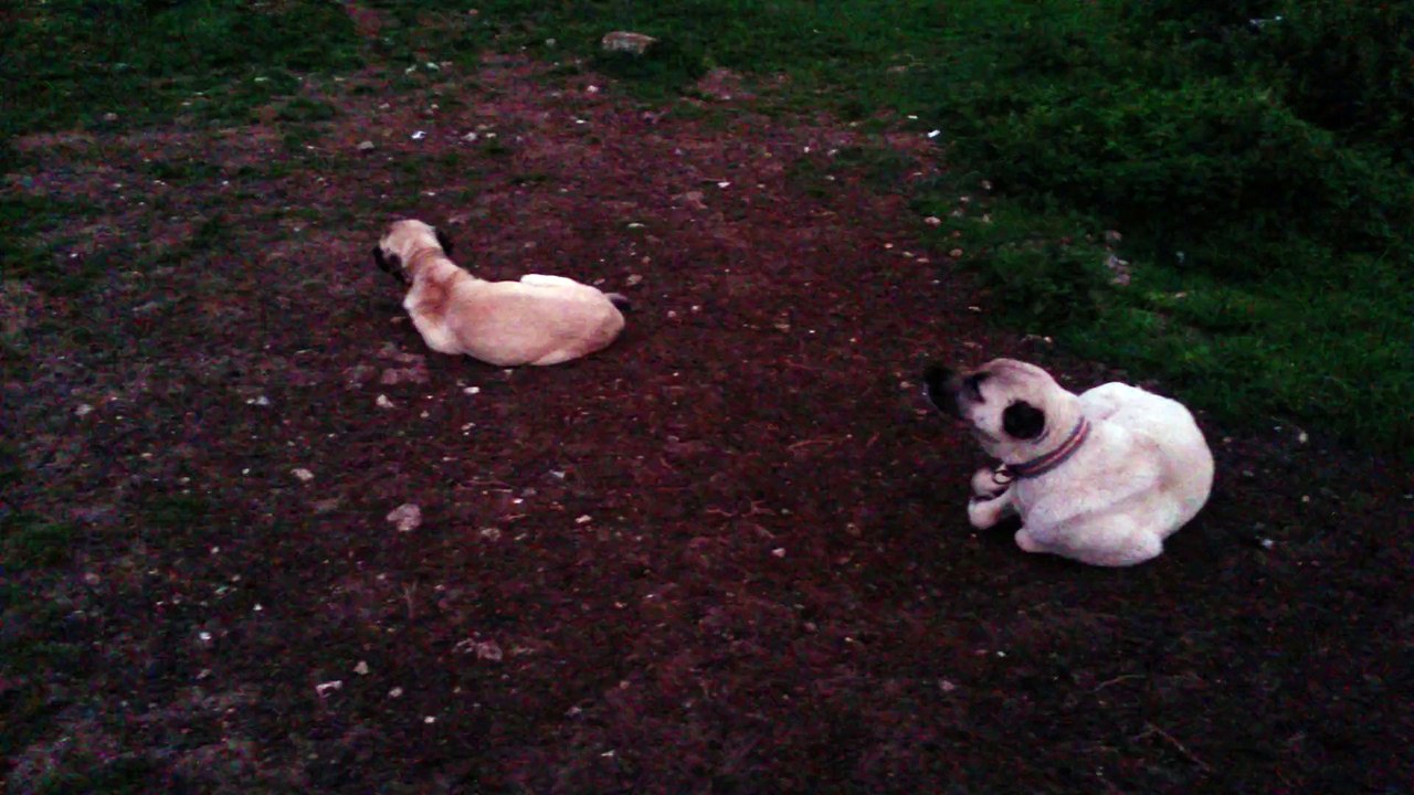Yaylada Köpekler 20150723