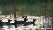 Europäischer Rothirsch im Nationalpark Donau-Auen - Cervus elaphus