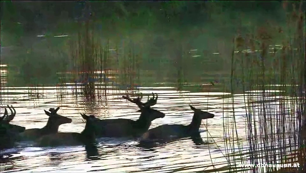 Europäischer Rothirsch im Nationalpark Donau-Auen - Cervus elaphus