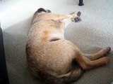 DOG SHAKING IN HIS SLEEP!