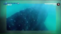 The biggest shark in the world. Here this monster / Giant whale shark can swallow a man