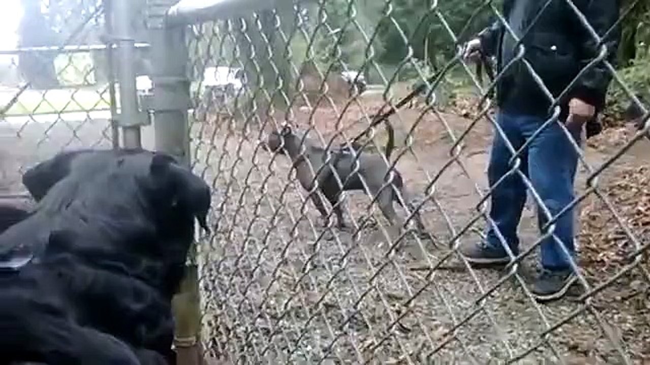 Rottweilers, Guard Dog Park From Pit Bull