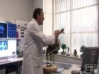 Green Wing - Green Man