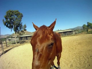 Target Training Bugs (my horse not insects)