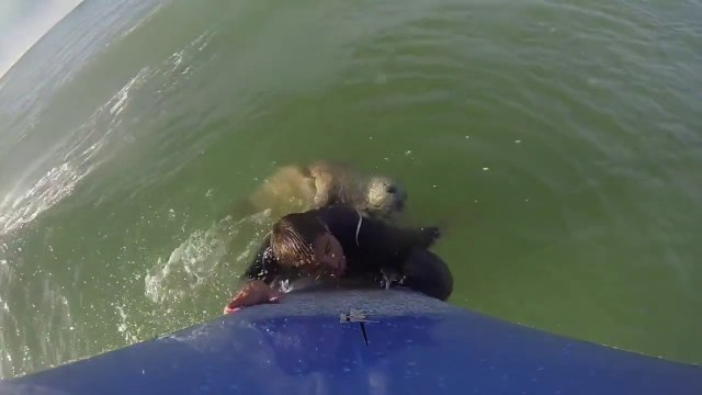 Rencontre avec le Phoque You Surf Lacanau