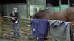 Handling a weanling colt