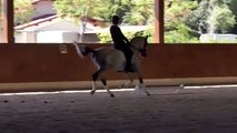 Banquete, PSL 8 años en venta / lusitano dressage horse for sale