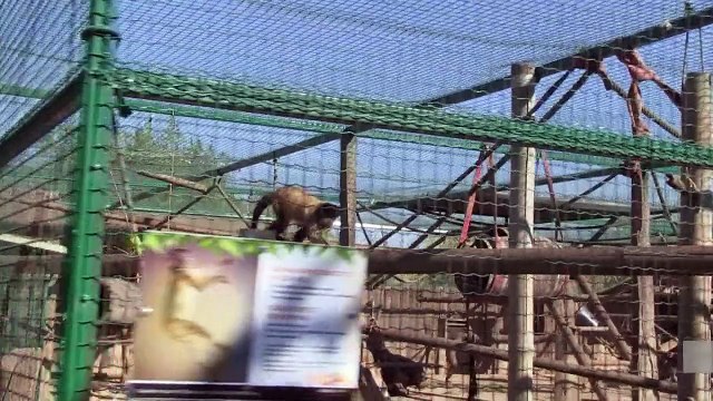 Greek crisis takes toll on Athens zoo