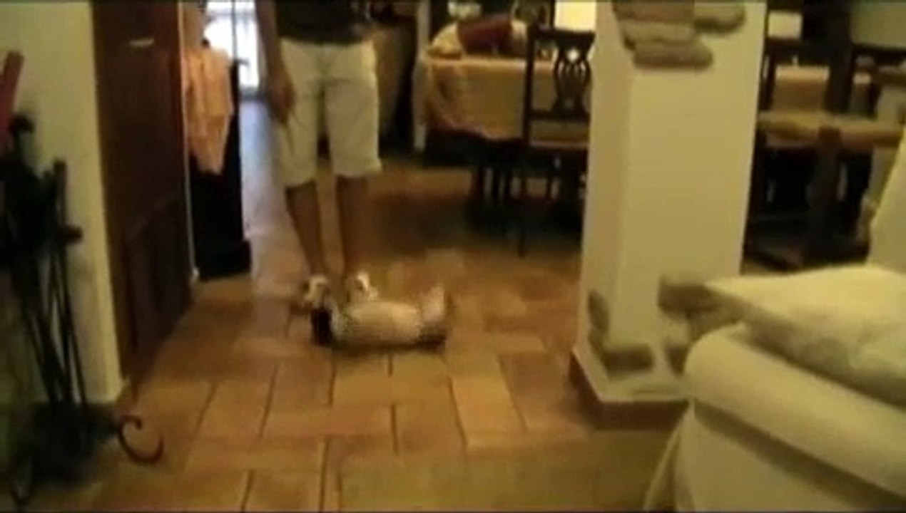 Bulldog Francese DIVERTENTE (Ettore)