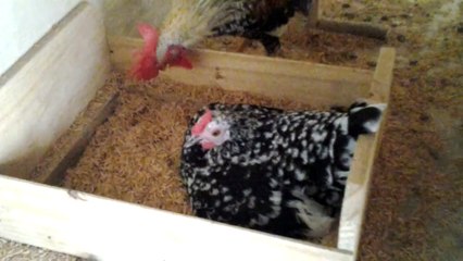 Calgaro Garnizé - Minha galinha choca