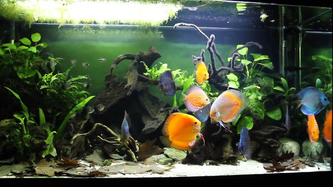 Planted Discus Aquarium 2014 desing